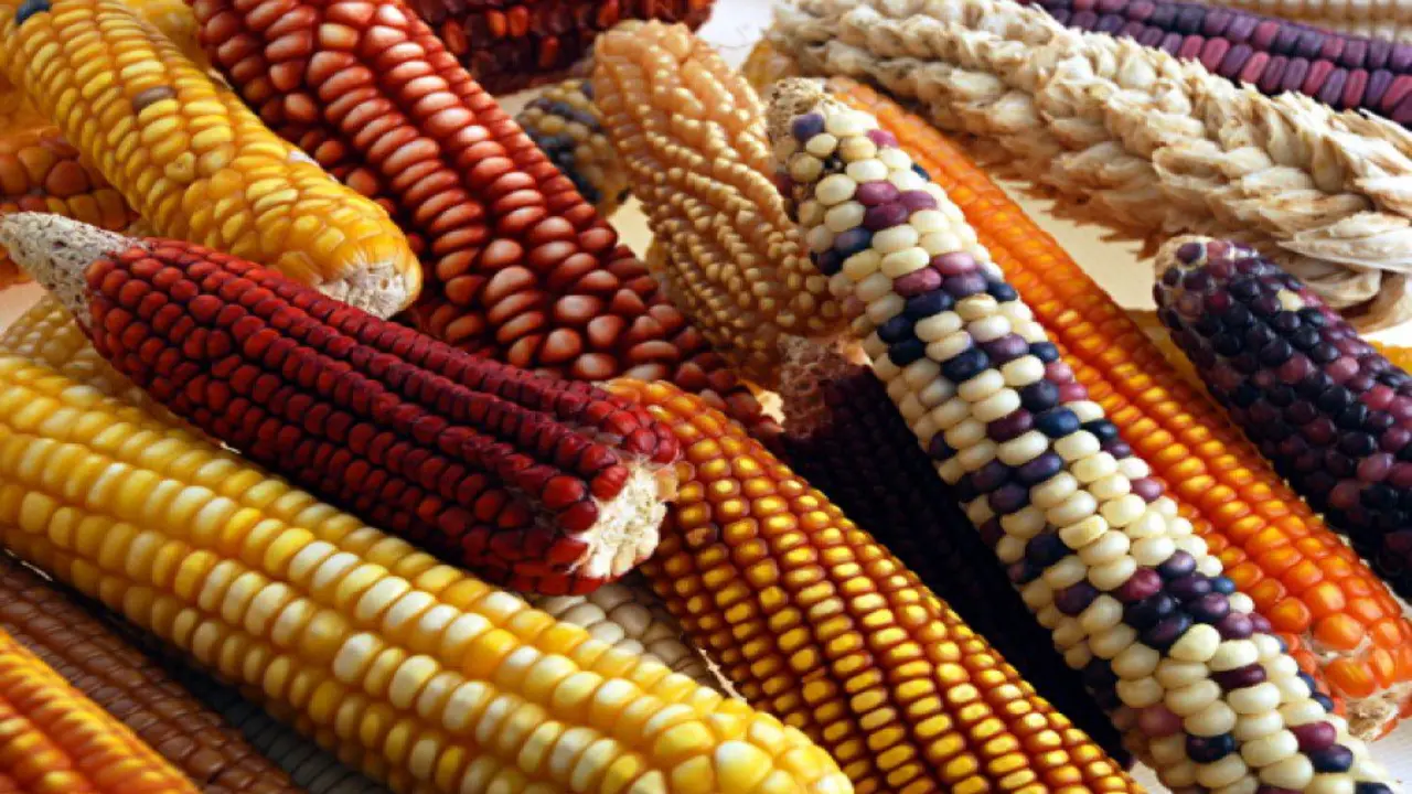 Foto. Gastron&oacute;madas