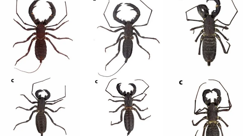 Imagen. 'Three new species of the giant vinegaroon genus&acute;